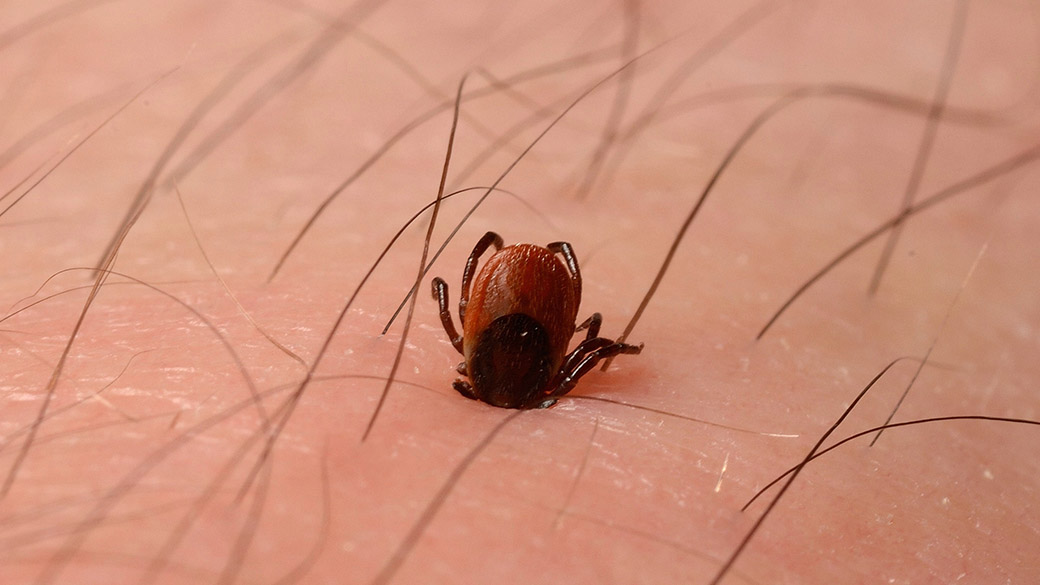 Considerando-se que os vírus desse grupo estão ligados a carrapatos ou mosquitos em certas partes da Europa, da Ásia e da África, o vírus 'Bourbon' também poderia usar os mesmos vetores