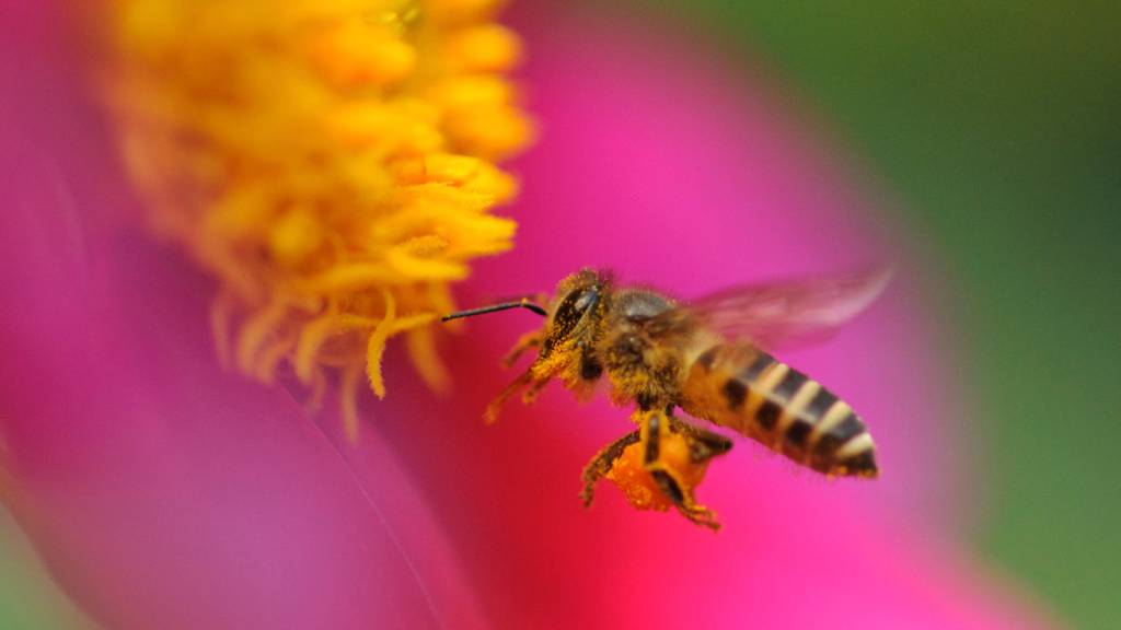 O que o própolis tem a ver com o HIV?