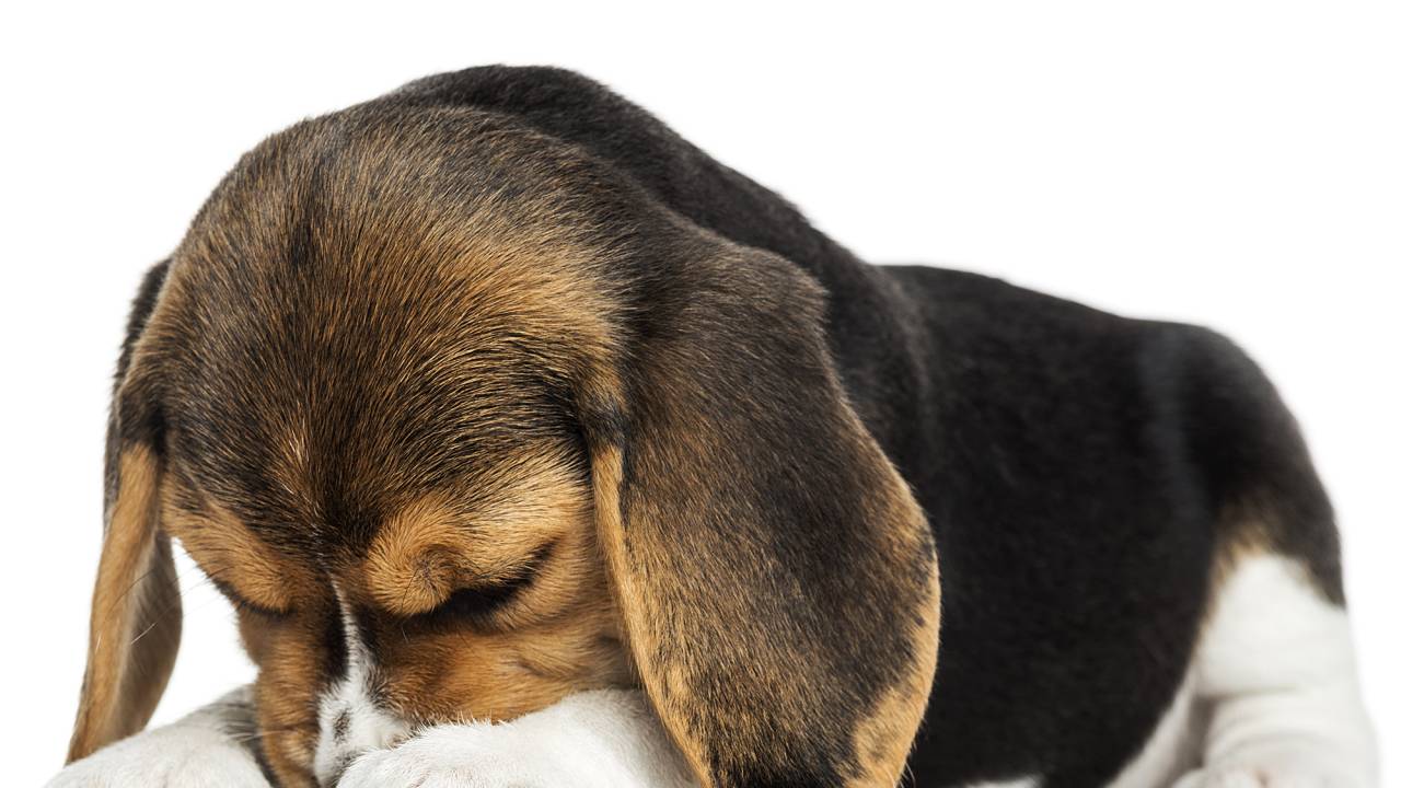 A razão para o surgimento dos cães parece ter sido uma estratégia evolutiva que deu certo: próximo aos homens, eles encontraram alimento fácil e abrigo o que permitiu sua multiplicação.