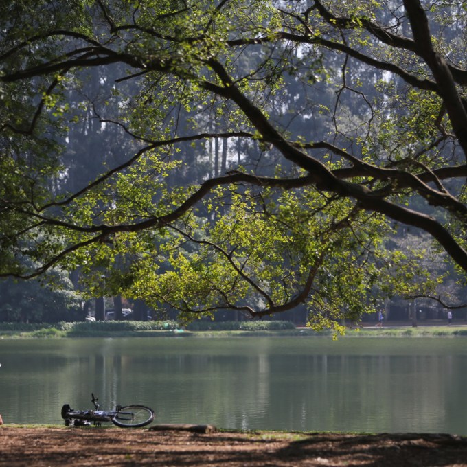 USP identifica primeiros casos de gripe aviária no Parque Ibirapuera, em São Paulo