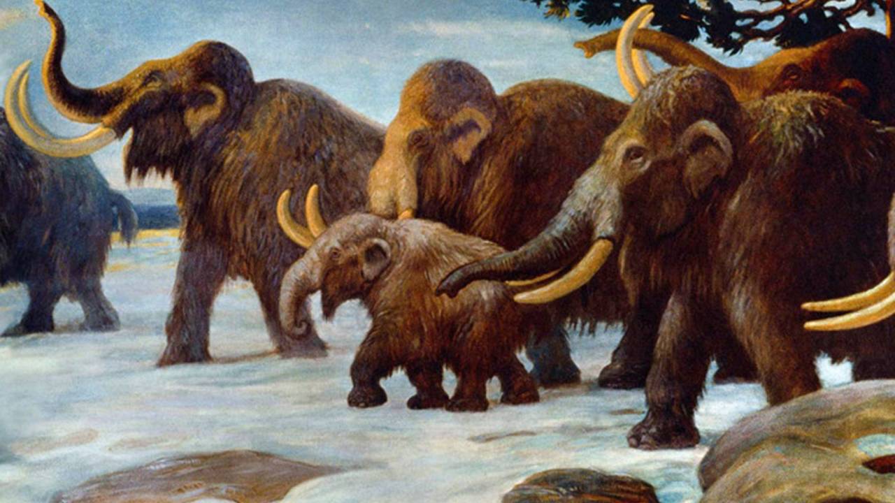 Os animais da megafauna não conseguiram se adaptar às alterações de vegetação e do padrão de chuvas, impostas pelas mudanças climáticas