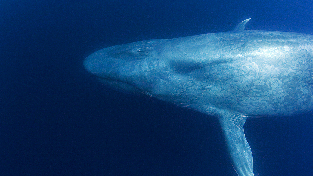 Baleia azul (Balaenoptera musculus)