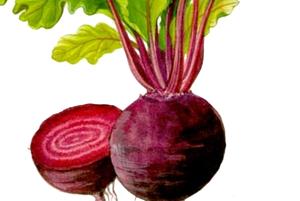 Folhas da beterraba podem atuar na prevenção do câncer intestinal, aponta pesquisa brasileira