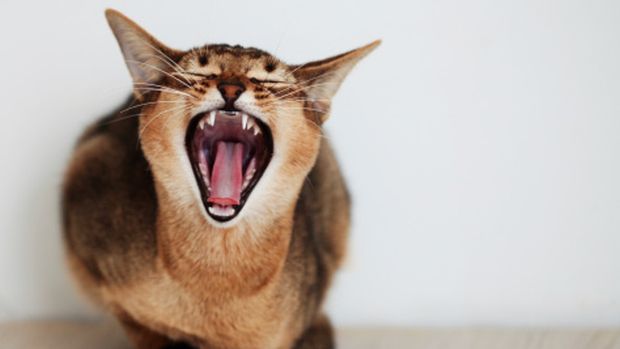 Mordidas de gato podem ser fatais — e não é por causa da raiva