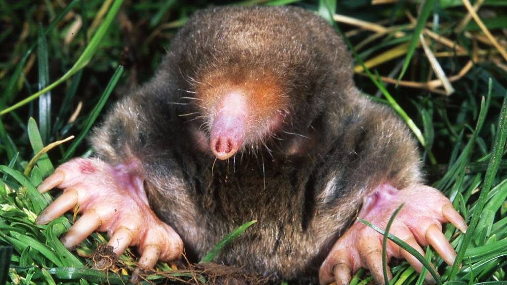 Toupeiras tem ‘olfato estéreo’, revela pesquisa