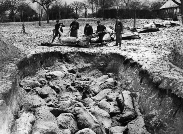 Soldados enterram os cavalos mortos em batalha na I Guerra Mundial Soldados enterram os cavalos mortos em batalha na I Guerra Mundial