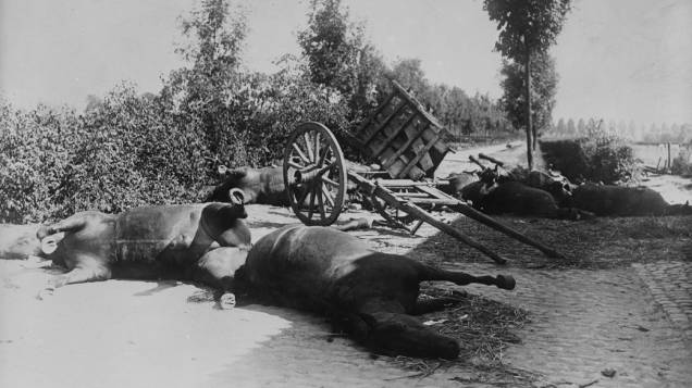 Cavalos mortos durante a I Guerra Mundial Cavalos mortos durante a I Guerra Mundial