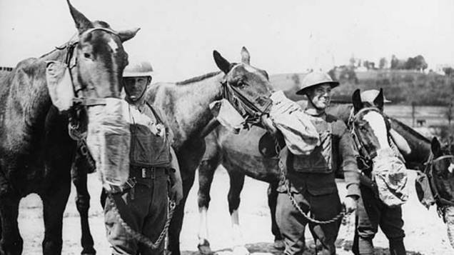 Máscaras de gás para cavalos Máscaras de gás para cavalos