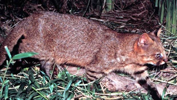 Gato-palheiro (Leopardus colocolo)