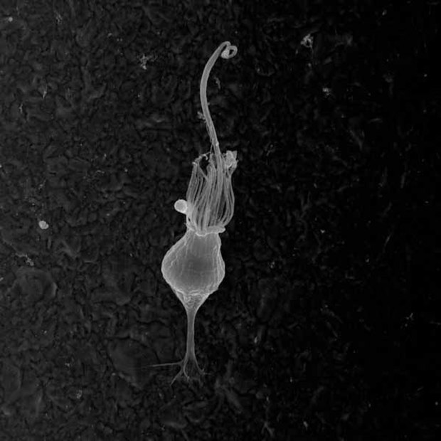 Pesquisa aponta origem dos animais e o salto evolutivo que mudou a vida na Terra