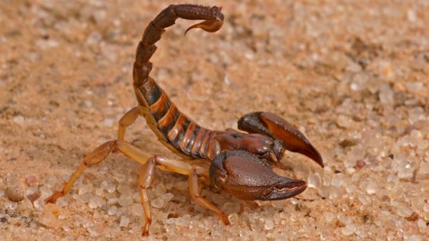 Escorpião