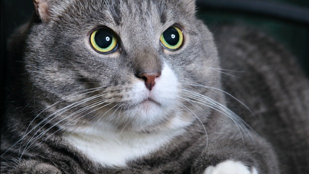 ‘Ozempets’: os famosos medicamentos para perda de peso agora são testados em gatos