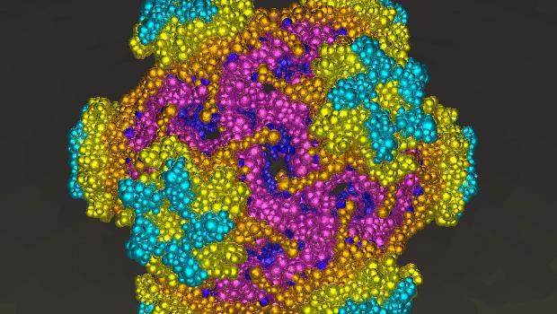 HPV-16: a cepa do vírus é a responsável por causar o câncer cervical, segundo tipo mais comum entre as mulheres, e outros tipos de câncer no homem