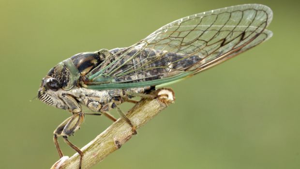 Cigarra