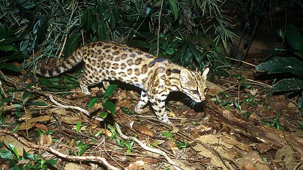 Leopardus guttulus, nova esp&eacute;cie descoberta pelos pesquisadores