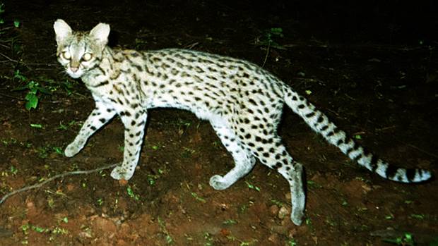 Leopardus tigrinus, esp&eacute;cie de gato-do-mato que ficou com o nome antigo, apesar de ser a menos conhecida