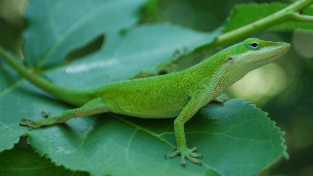 PF e Ibama resgatam animais exóticos do tráfico