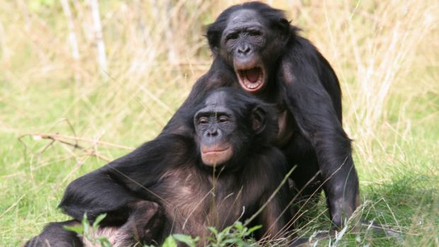 Bonobos