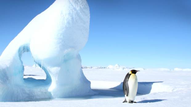 À beira da extinção: pinguins-imperadores desaparecem em ritmo acelerado