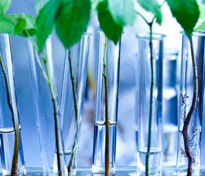 Pesquisa revela como patógenos inativam sistema de defesa de plantas
