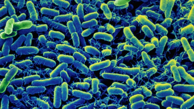 ‘Resistência antimicrobiana é problema de saúde pública’, diz especialista