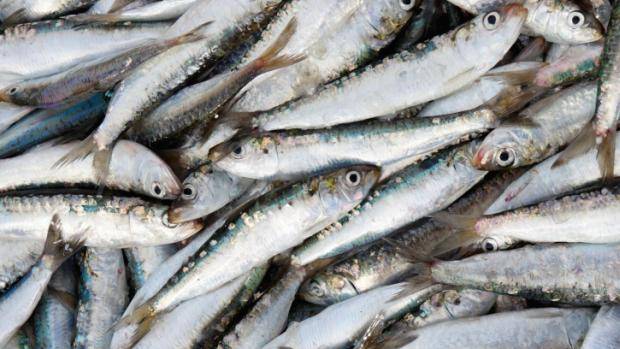 Anvisa determina recolhimento de sardinhas após detecção de Salmonella