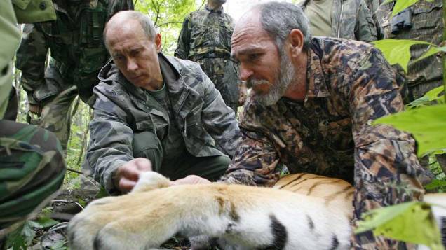 Vladimir Putin junto ao cientista Vyacheslav Razhanov colocam um transmissor de satélite GPS-Argos em um tigre, durante visita a Academia Russa de Ciências em agosto de 2008 Vladimir Putin junto ao cientista Vyacheslav Razhanov colocam um transmissor de satélite GPS-Argos em um tigre, durante visita a Academia Russa de Ciências em agosto de 2008