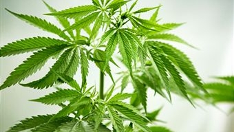 maconha