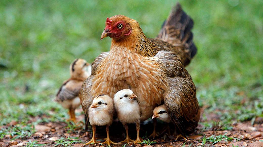 Uma galinha aquece os seus pintinhos debaixo de chuva nos arredores de Bangcoc, Tailândia