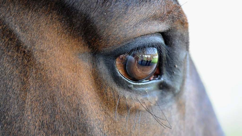 Crise sanitária no agro: 245 cavalos mortos levam governo a suspender rações da Nutratta