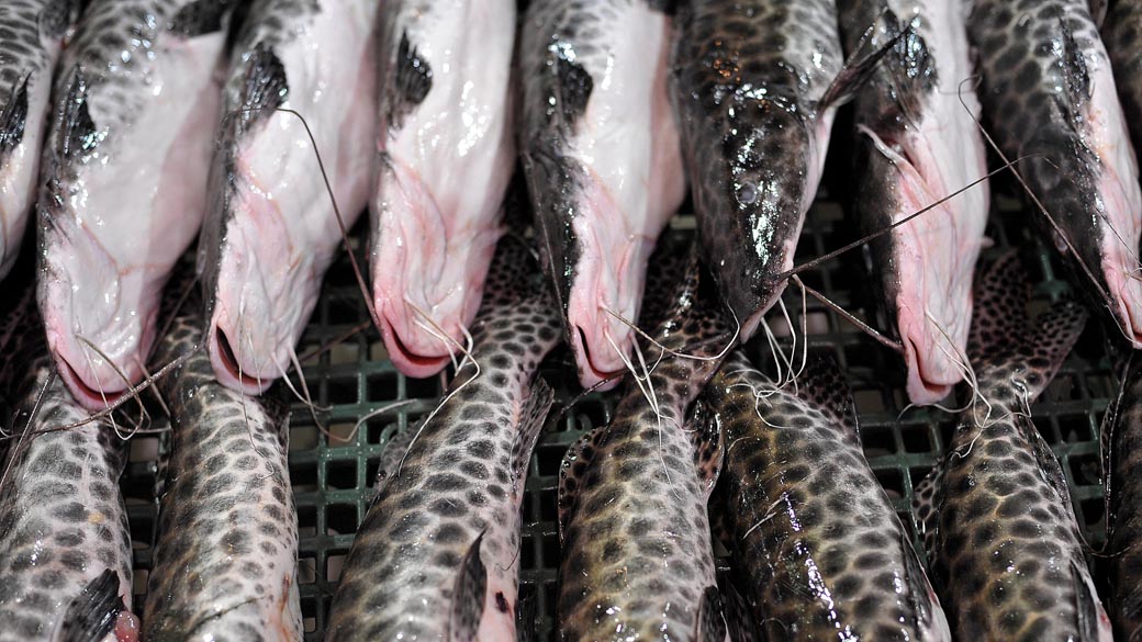 Com 70% das exportações ameaçadas, setor de pescado faz apelo urgente ao governo
