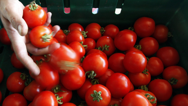 Venda de tomates em feira livre