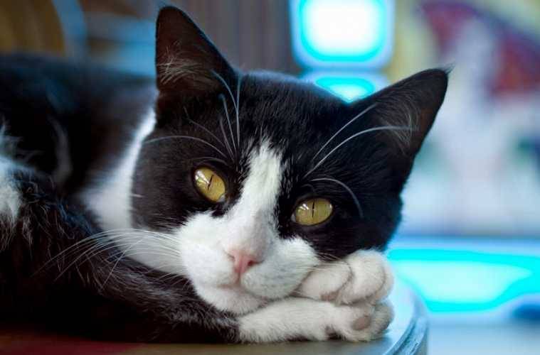 Parasita transmitido por gatos amplifica doenças neurológicas