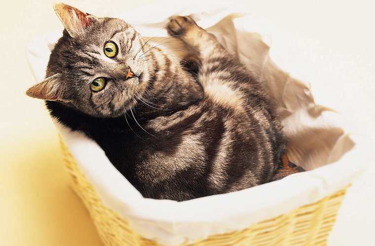 Gato malhado.