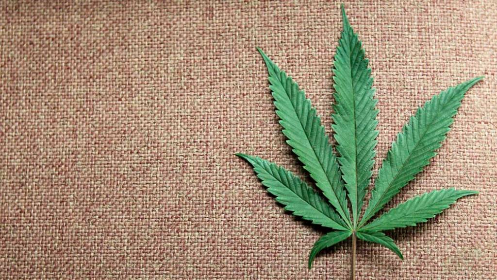 maconha-folha-20121204-56-original.jpeg