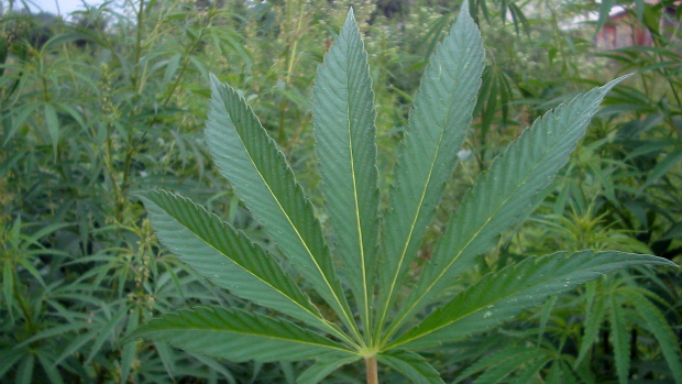 Maconha: primeiro medicamento à base da planta é aprovado nos EUA