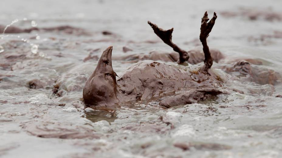 Em junho, o óleo que vazou da plataforma da petrolífera British Petroleum, no Golfo do México, chegou ao santuário de pelicanos no estado da Louisiania, no sul dos Estados Unidos, matando dezenas de animais