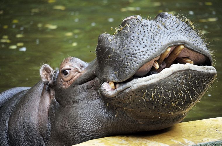 Hipopótamo em zoológico em Colônia, na Alemanha, na terça-feira.