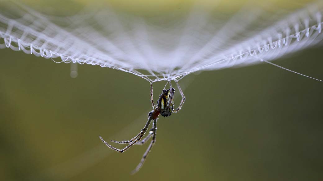 Seleção natural de aranhas é determinada pela resistência de suas teias às tempestades