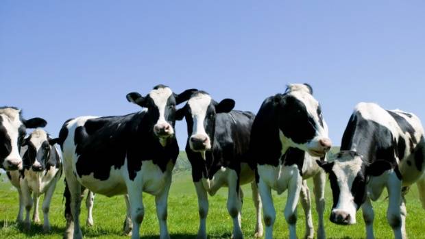 Governo anuncia retomada de exportação de carne bovina à China