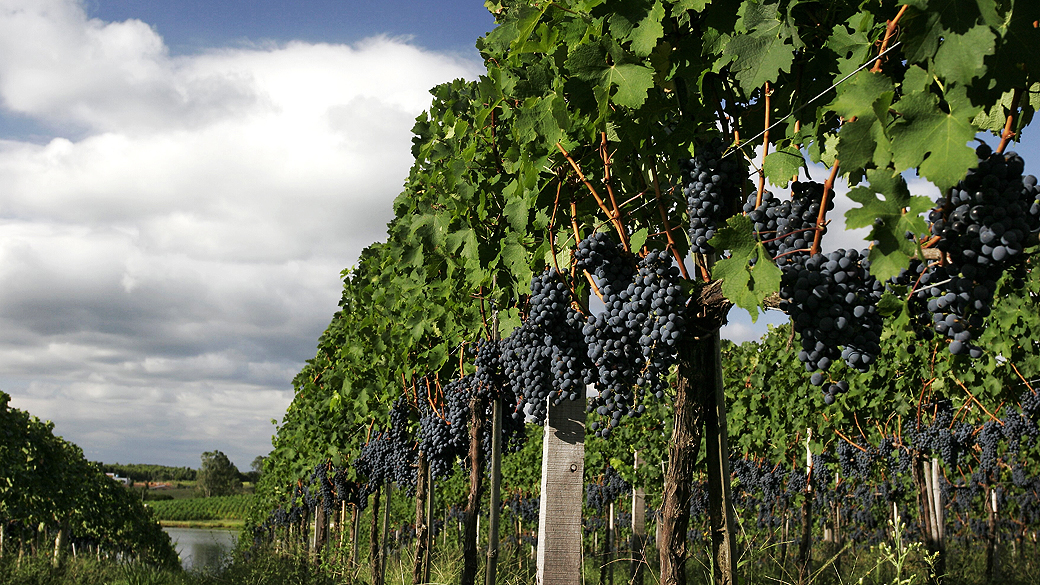 Feira de vinhos deve movimentar R$ 30 milhões em negócios na Serra Gaúcha