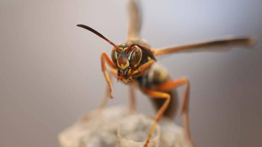 Ninho de vespas radioativo é encontrado em antiga fábrica de bombas nucleares nos EUA