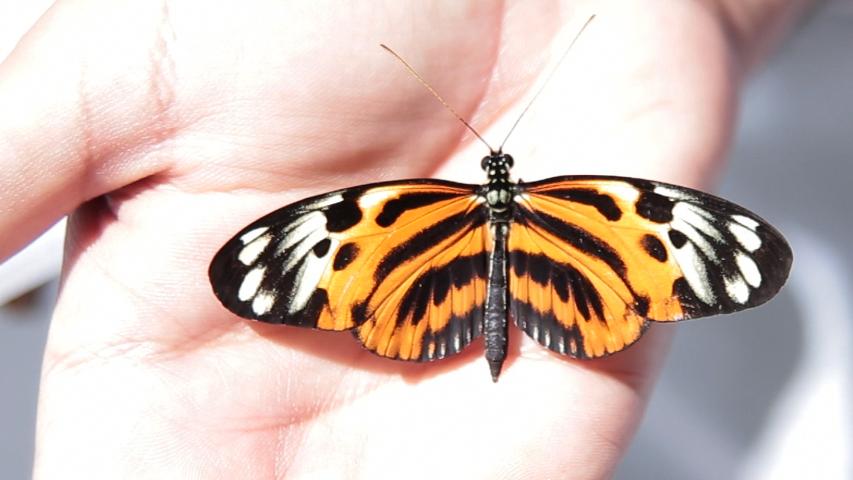 borboleta_nova_copyjpg_853x480.jpg