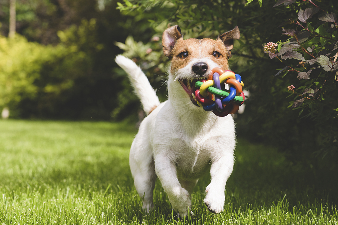Cinco coisas que você precisa saber antes de hospedar seu cão ou gato para viajar