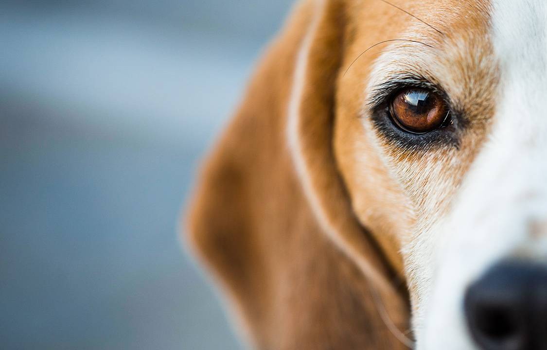 Cão