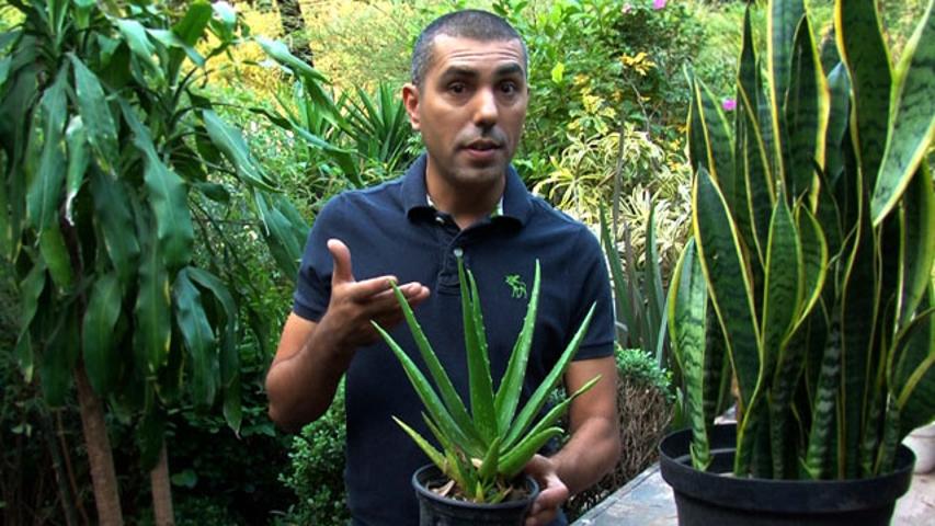Conheça plantas que eliminam poluentes do ar