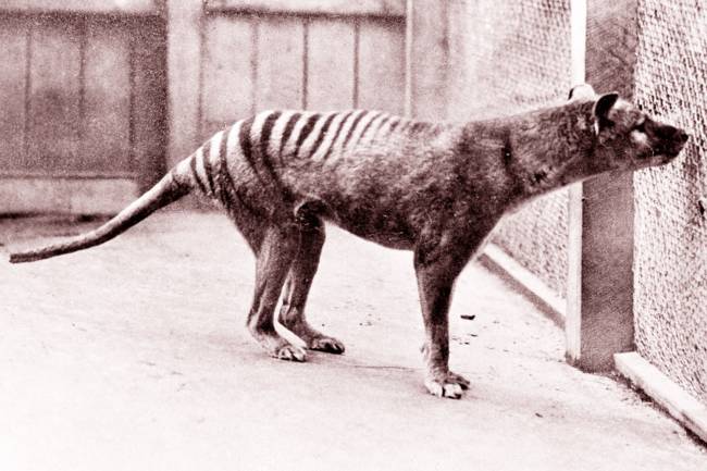 Tigre-da-tasmânia Tigre-da-tasmânia visto no Zoológico de Hobart, na Tasmânia - 1933