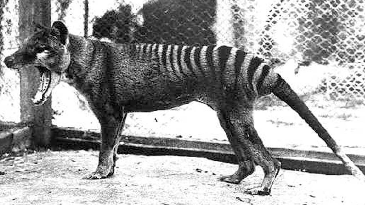 Tigre-da-tasmânia visto no Zoológico de Hobart, na Tasmânia - 07/09/1936