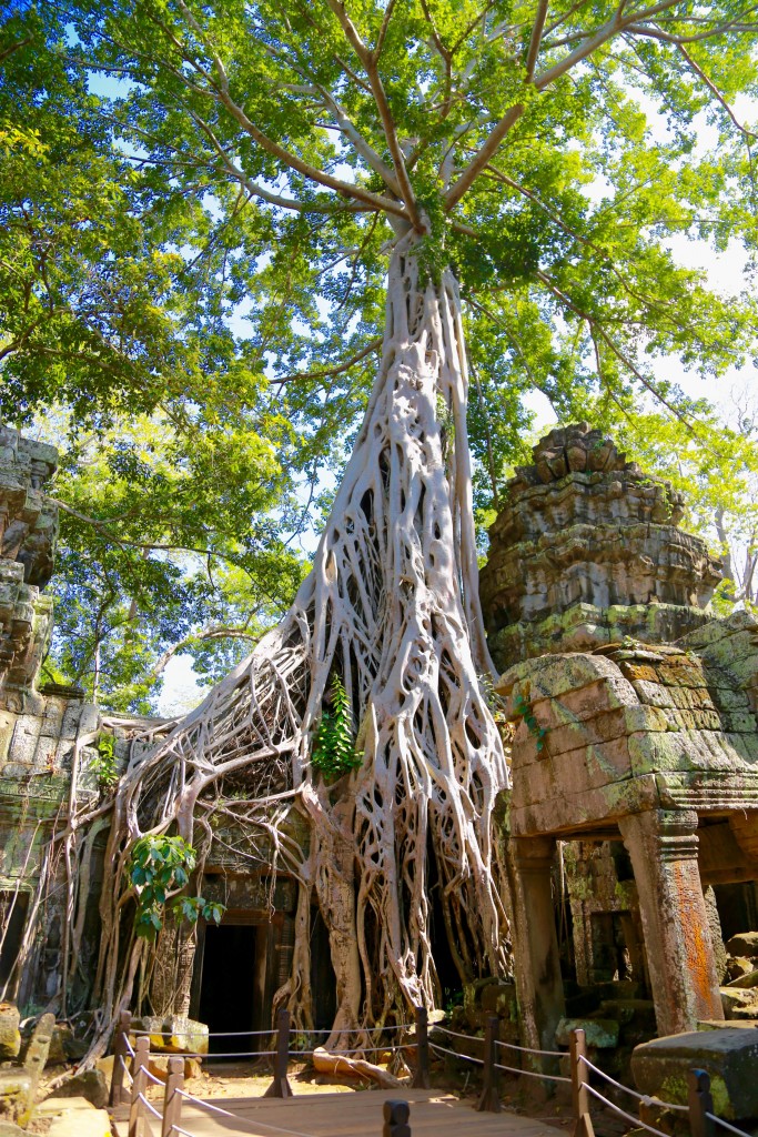 A &aacute;rvore que ganhou o nome de Tomb Raider depois que o filme foi gravado por l&aacute;