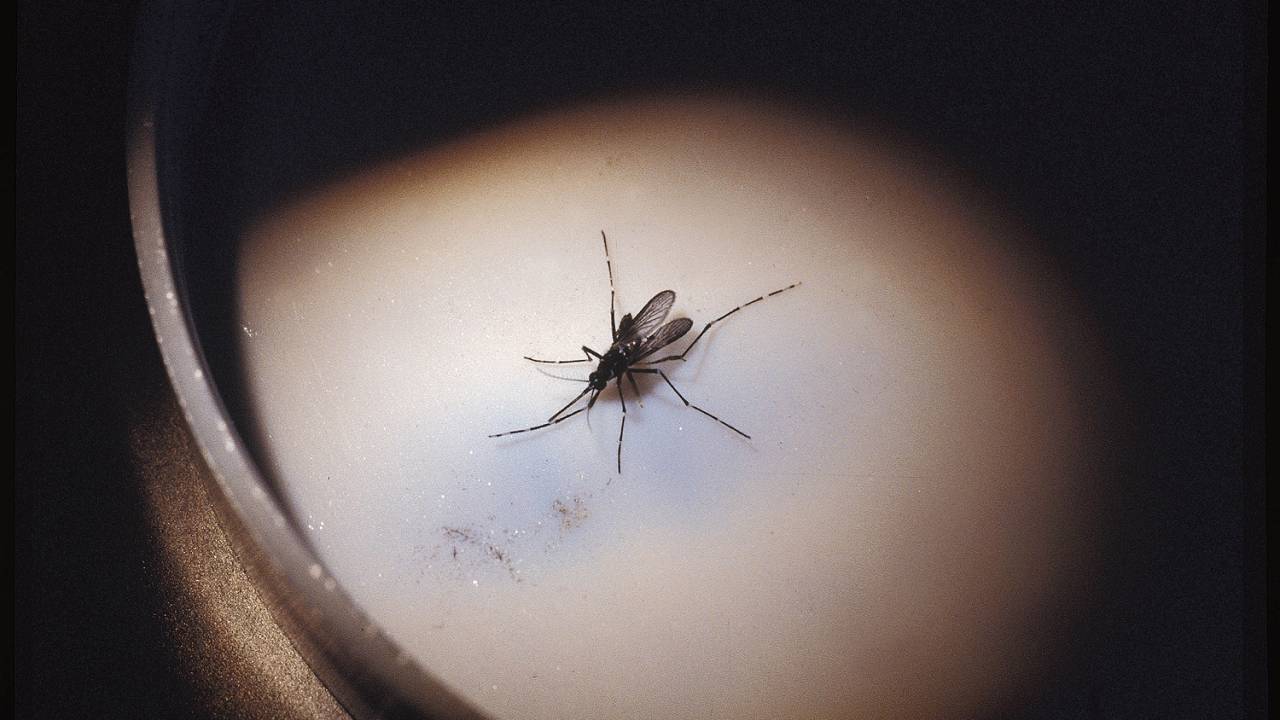 Aedes aegypti